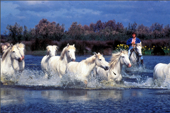 camargues